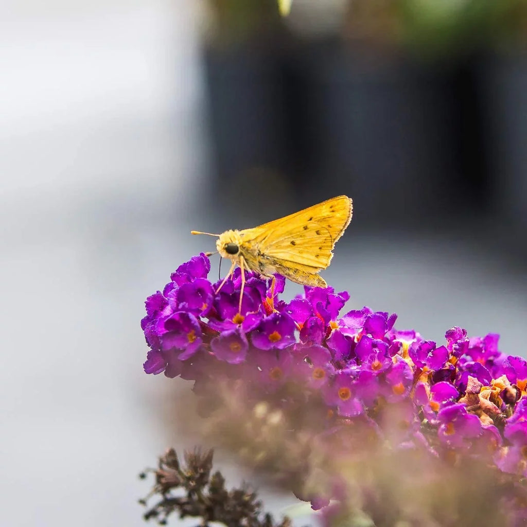 '- Gal. Maintenance Butterfly Pollinator 3 Black Bush Magnet Low - Knight
