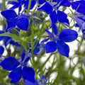 '- Seeds Flower 1000 Series, Blue Regatta Seed - Midnight Flower Lobelia - Lobelia Garden - Seeds Trailing, erinus Gardening Annual